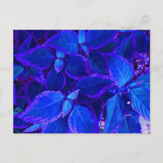 Cartão Postal Colo azul de plantas coloridas
