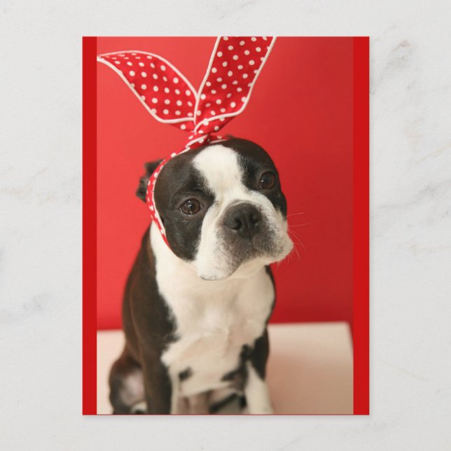 Cartão Postal Cologalita Usamimi Postcards (Frente)