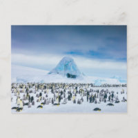 Colônia de Imperador Penguin