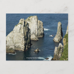 Cartão Postal Colônias de Aves Marinhas de Chowiet, Alasca