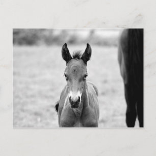 Cartão Postal Coloque o Foal