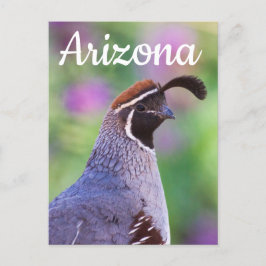 Cartão Postal Coloração da codorniz, Arizona