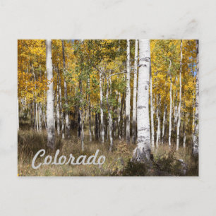 Cartão Postal Colorado Aspen Grove no outono