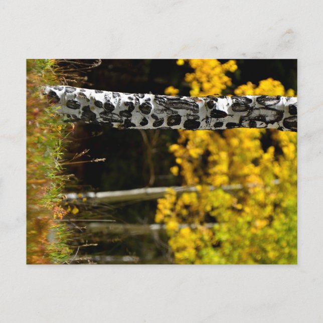 Cartão Postal Colorado Aspens (Frente)