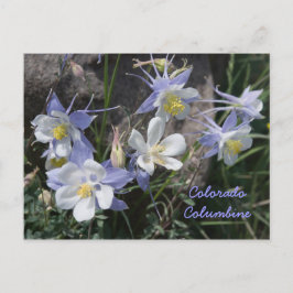 Cartão Postal Colorado Columbine