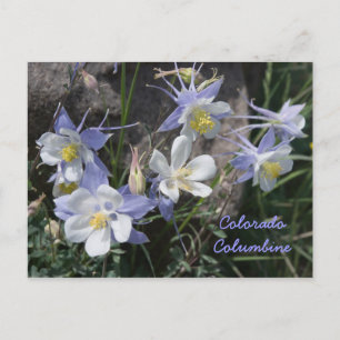 Cartão Postal Colorado Columbine
