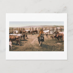 Cartão Postal Colorado Cowboy 1904