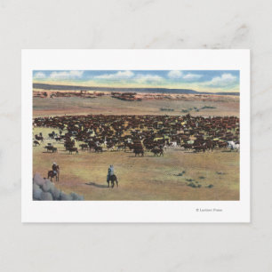 Cartão Postal Colorado - Cowboys Arredondando