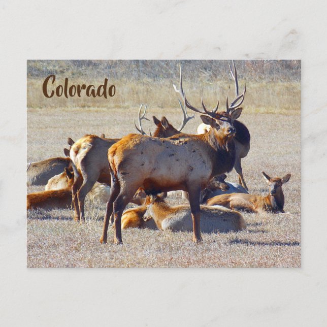 Cartão Postal Colorado Elk (Frente)