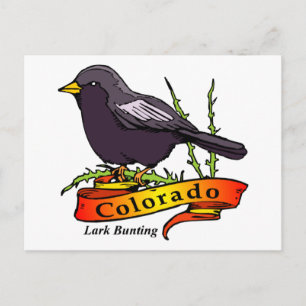 Cartão Postal Colorado Lark Bunting