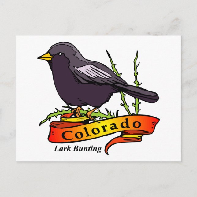Cartão Postal Colorado Lark Bunting (Frente)
