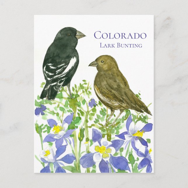 Cartão Postal Colorado Lark Bunting State Birds Wild Columbine (Frente)