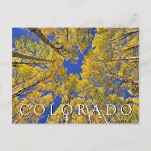 Cartão Postal Colorado Outono Floresta de Aspen Feliz Aniver