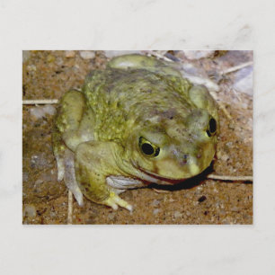 Cartão Postal Colorado River Toad Bufo alvarius