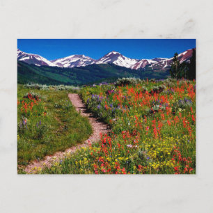 Cartão Postal Colorado Wildflower Meadow