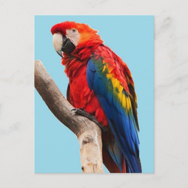 Cartão Postal Colorful Parrot Portrait Photo (Frente)
