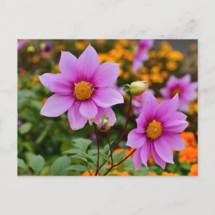 Cartão Postal Colorida Blooming Dahlia Flowers