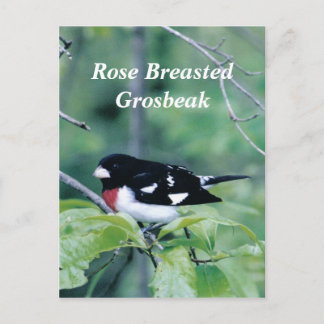 Cartão Postal Colorida Cara, Rosa Breast Grosbeak