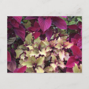 Cartão Postal Colorida Coleus