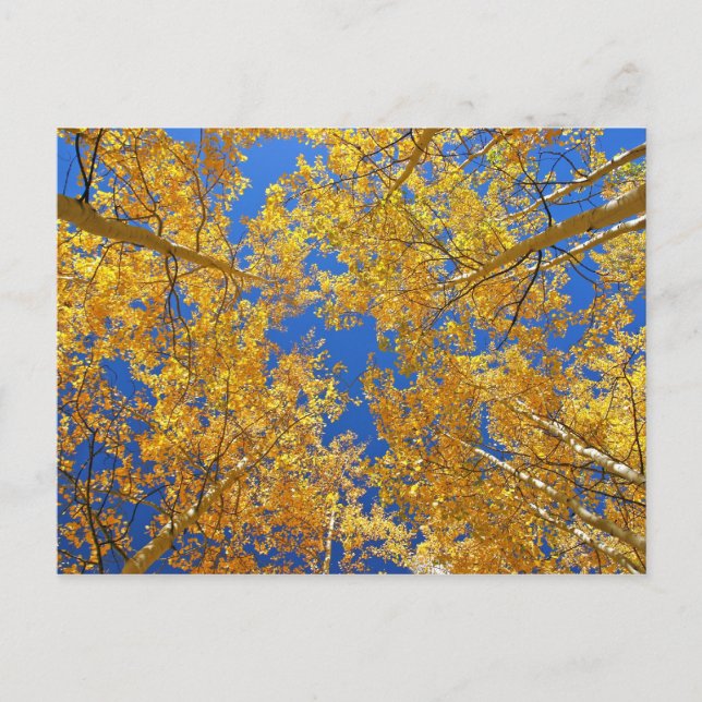 Cartão Postal Colorida Colorado Aspens... (Frente)