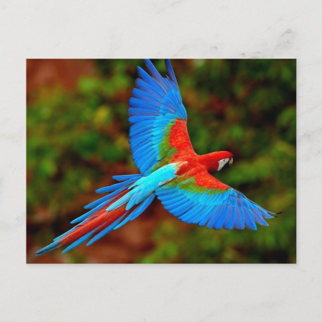 Cartão Postal Colorida Escarlate Macaw em voo (Frente)