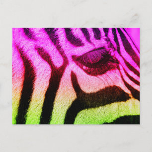 Cartão Postal Colorida Funky Zebra
