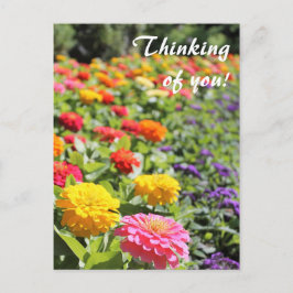 Cartão postal Colorido Dahlias 'Pensando em você'