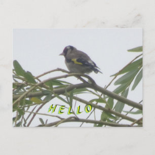 Cartão postal Colorido Goldfinch Hello