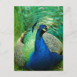 Cartão postal Colorido Peacock