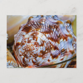 Cartão postal Colorido Seashell