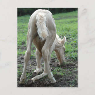 Cartão Postal Colt de Snacking