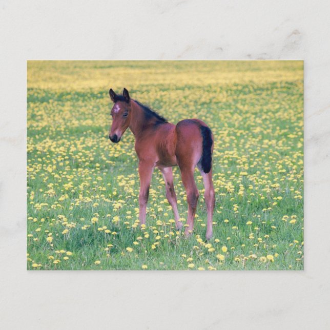 Cartão Postal Colt no Campo de Dandelion (Frente)
