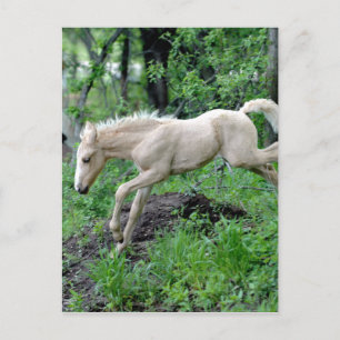 Cartão Postal Colt saltando