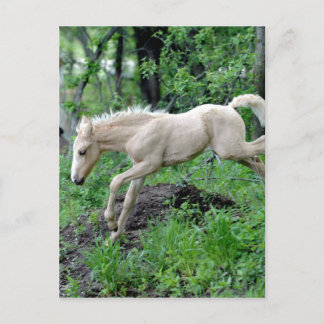 Cartão Postal Colt saltando