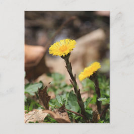Cartão Postal Coltsfoot