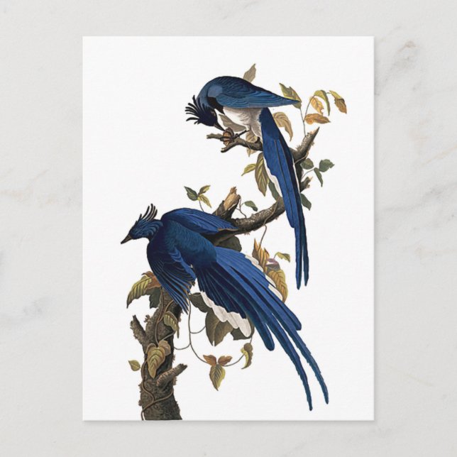 Cartão Postal Columbia Jay | John James Audubon (Frente)