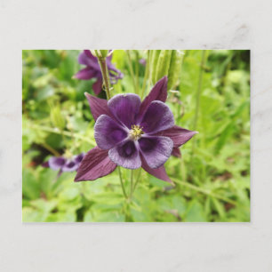 Cartão Postal Columbina Roxa