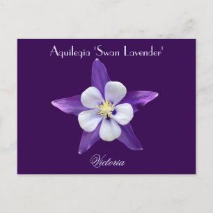 Cartão postal Columbine lavanda AquPrivilegia