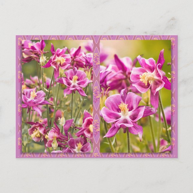 Cartão Postal Columbines Diptych (Frente)