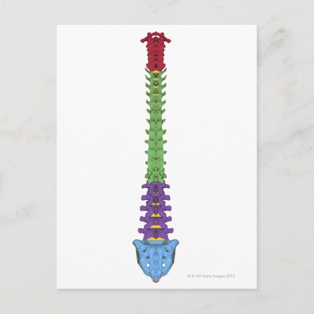 Cartão Postal Coluna Vertebral 2 (Frente)