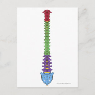 Cartão Postal Coluna Vertebral 2