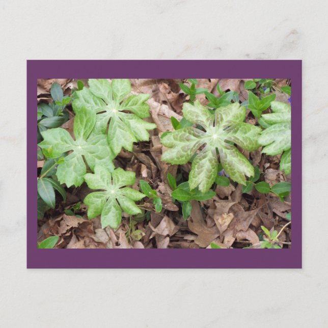 Cartão Postal Com base no Monticello de Jefferson... (Frente)