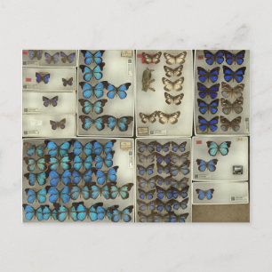 Cartão postal com borboletas de Lycaenidae