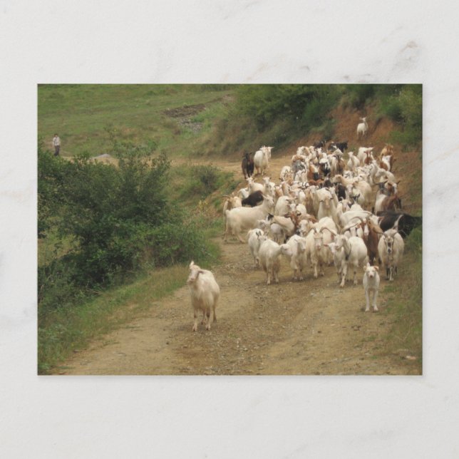 Cartão postal com cabras (Frente)