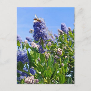 Cartão postal com flores de lilás em jardim inglês