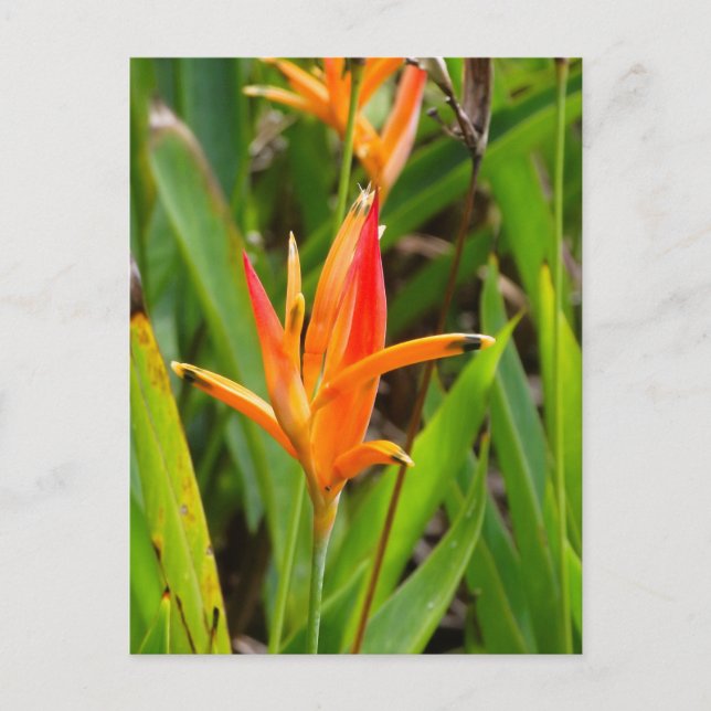 Cartão postal com flores laranja na capa (Frente)
