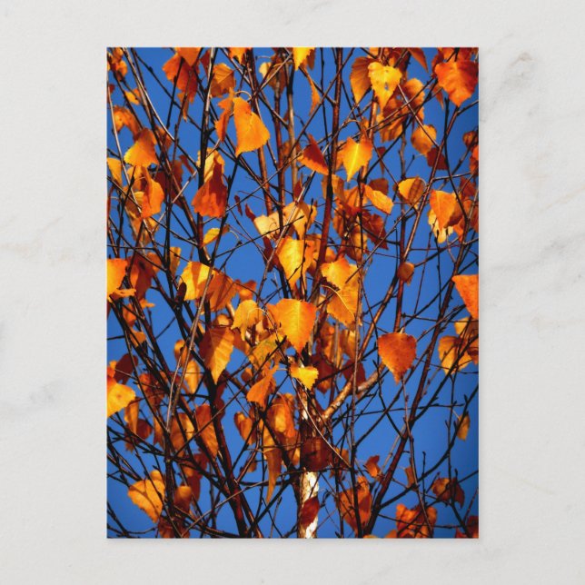 Cartão postal com folhas de outono (Frente)