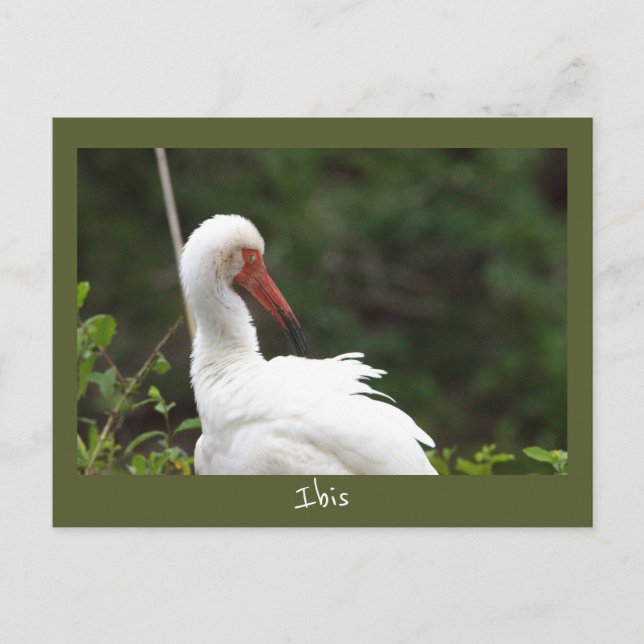 Cartão Postal com Foto de Ave Ibis (Frente)