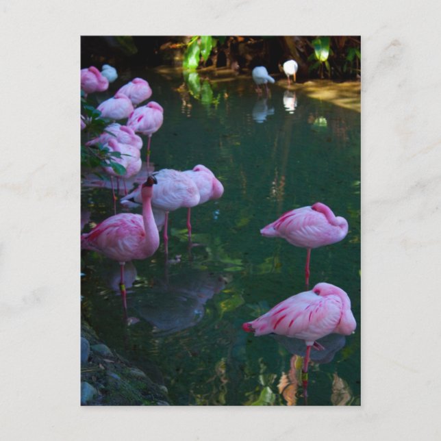 Cartão postal com foto de Flamingos Rosa (Frente)