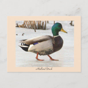 Cartão postal com foto de pato-real